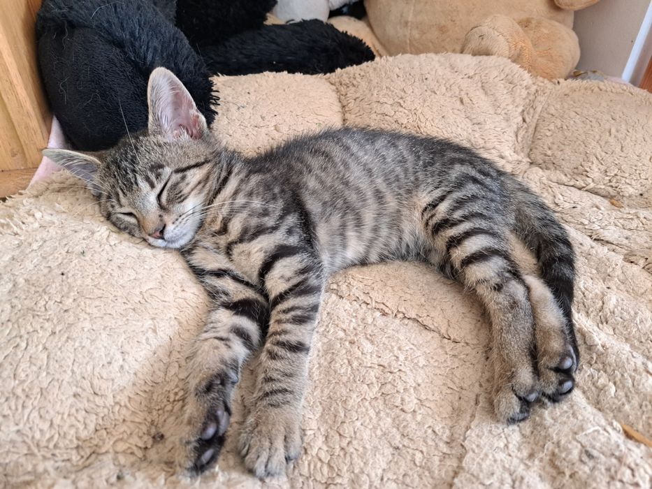 Forcik do adopcji, 4 miesięczny kociak