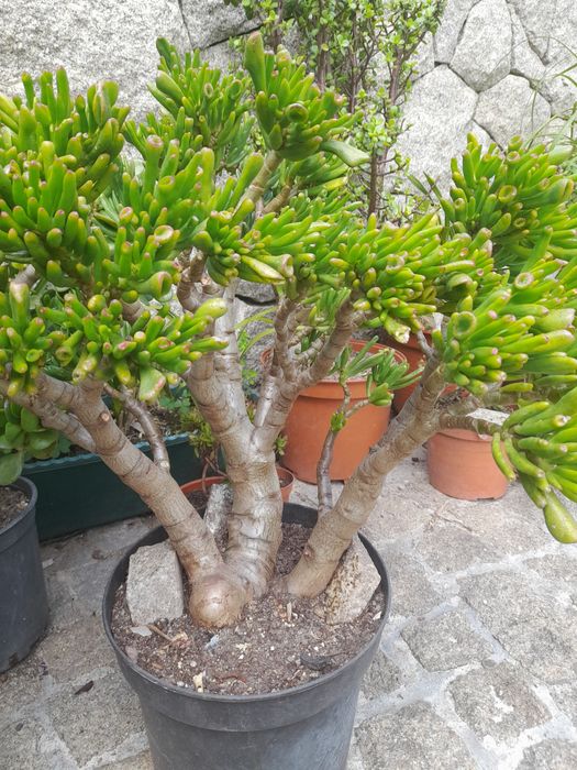 Catos e suculentas
