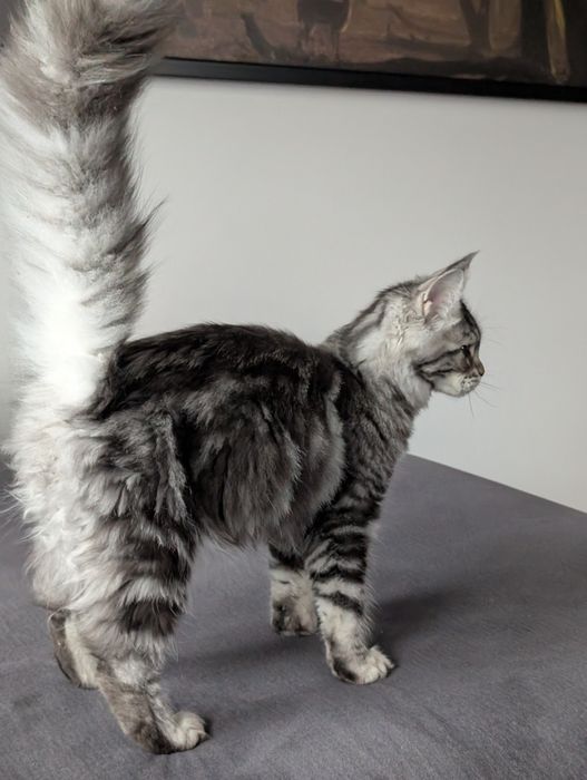 Kotka czarny klasyk Maine Coon. Opcja hodowlana .Zapraszamy