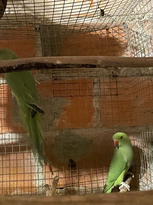 Ring nek para troca casal de irmãos