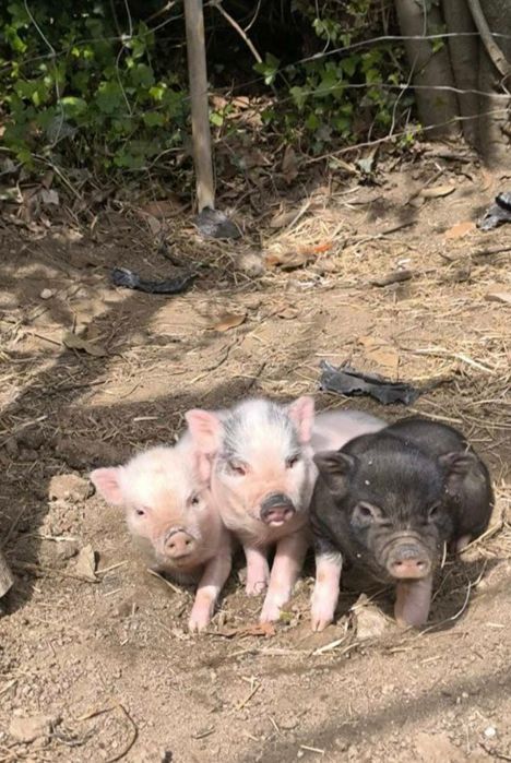 Porquinhos vietnamitas