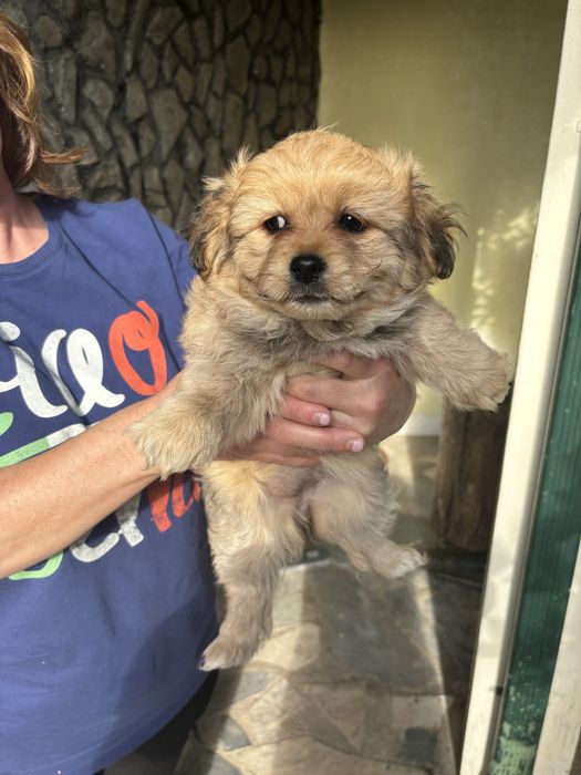 Caozinho (6 meses) decporte pequeno para adocao