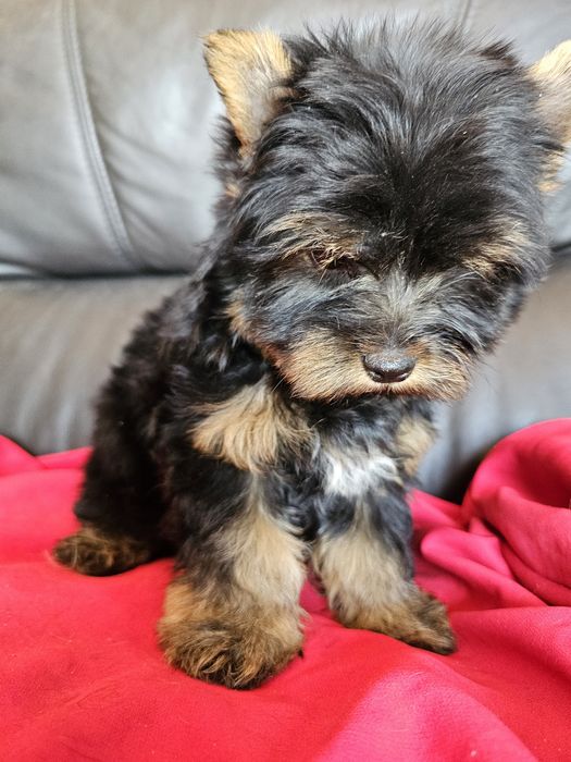 York terrier carier piekny  piesek