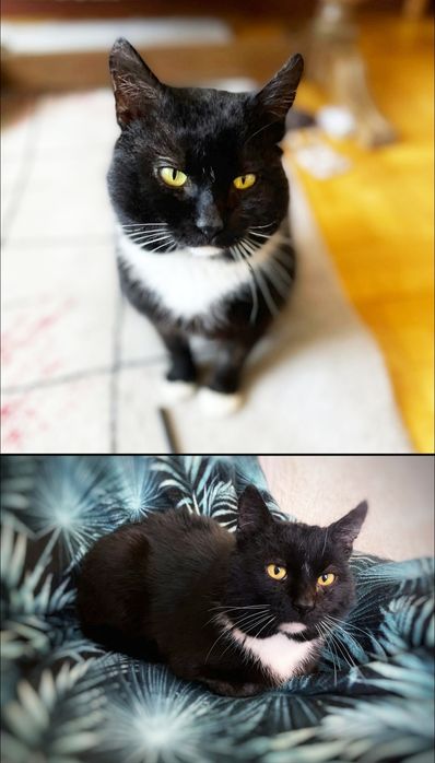 Mistrz relaksu Miecio szuka domu