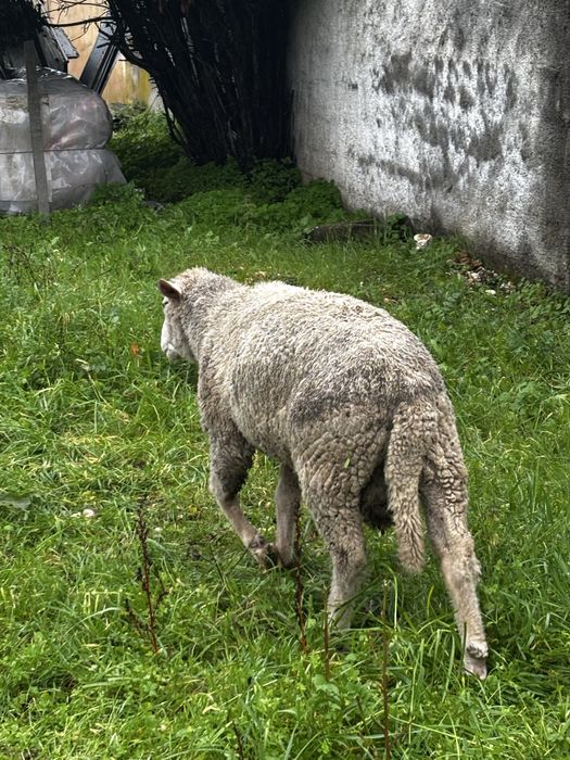 Carneiro merino/il de france