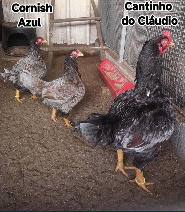 Ovos galados de galinhas de raça pura