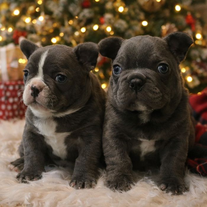 Чудові малята французята,хлопчики та дівчата