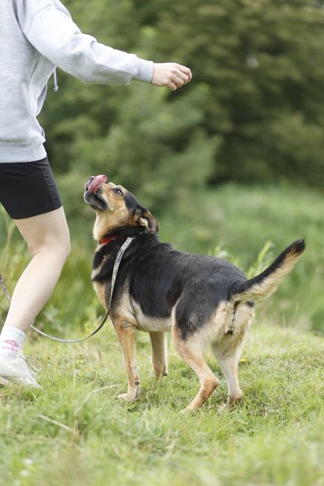 Seniorka Sława wciąż ma nadzieję na adopcję