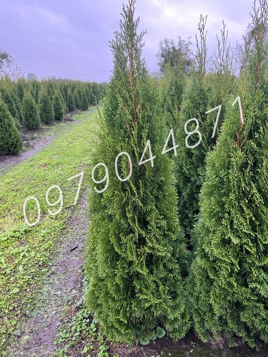 Туя Смарагд : 0.7м до 3м.+  Ялини.Ялівці . Кіпариси