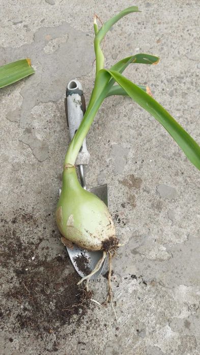 Cebula indyjska lecznicza.