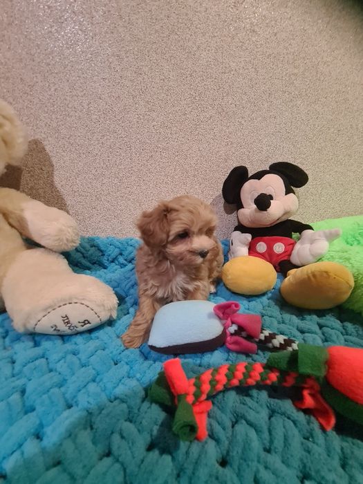 Малята мальтіпу мініки