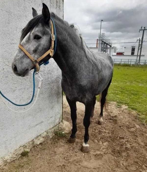 Lusitano  Puro neto do Pagode