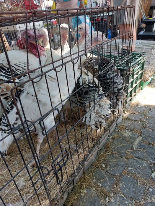 Pintos,  patos,perus,cordonizes,  poedeiras ,coelhos etc