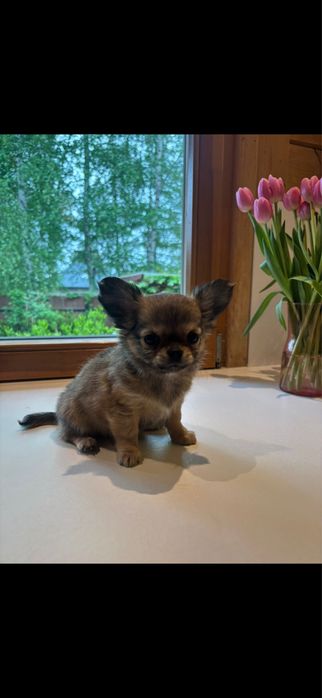 Wyjątkowo malutki chłopczyk Chihuahua szuka swojego kochającego domu