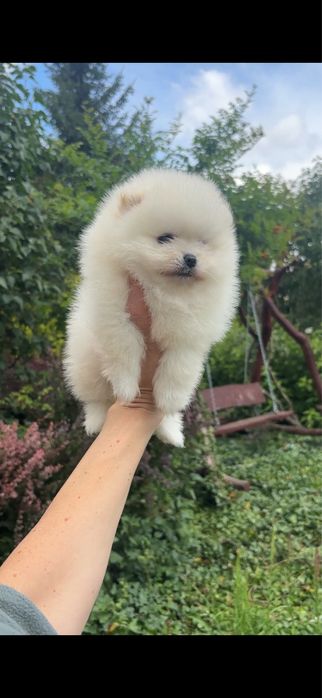 Szpic miniaturowy pomeranian chlopczyk mini xs do 2 kg
