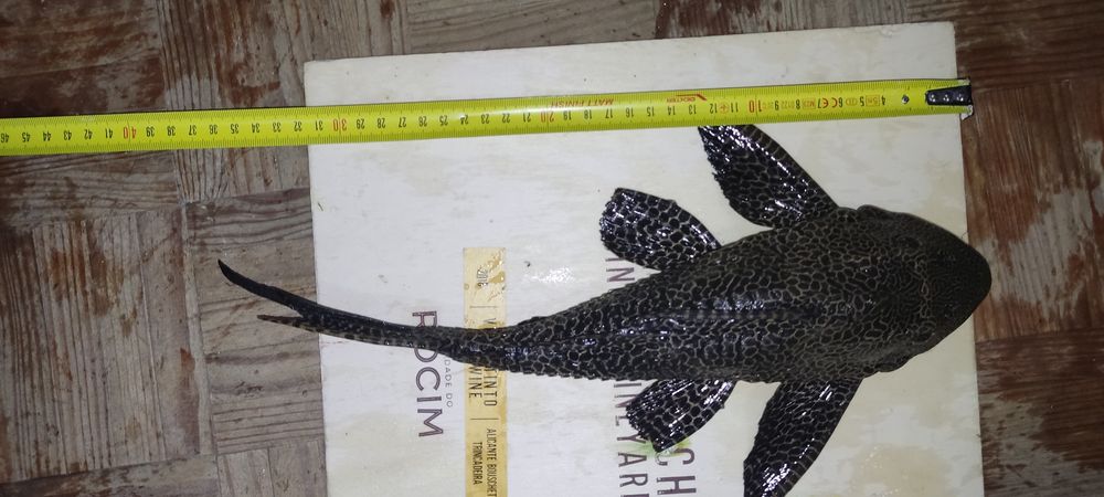 Peixe pleco muito sociavel no aquario