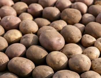 Ziemniaki kilka odmian Queen Anna Soraya Jurek Red Sonia