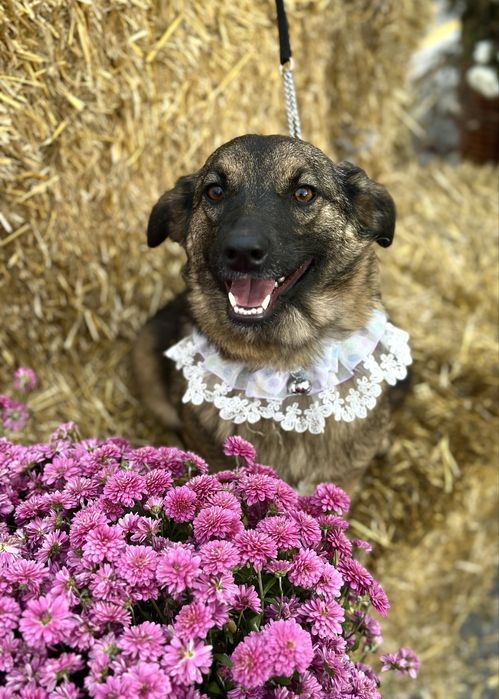Собачка дівчинка в добрі руки (стерильна)