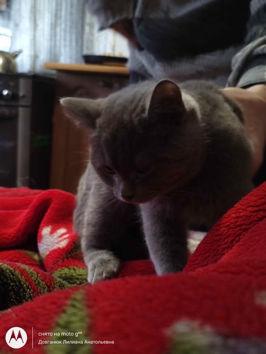 Британский котенок