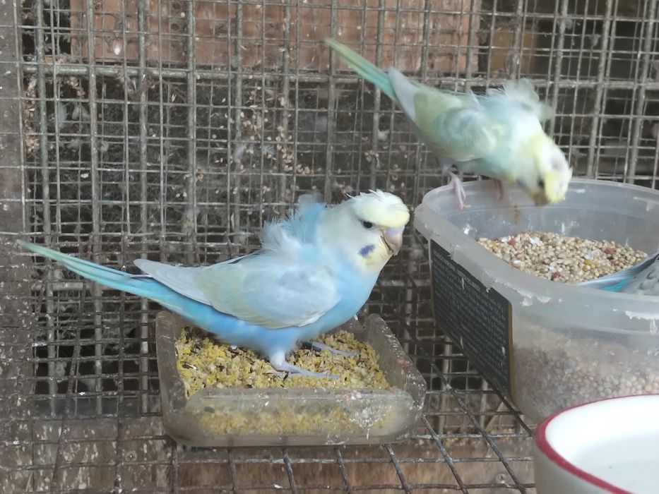 Piriquitos Harogromos e Australianos