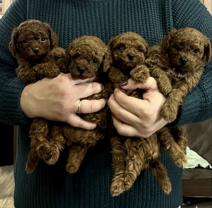 Малята медвежата. Той пудель