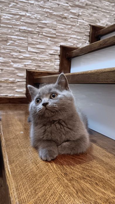 Kotek krótkowłosy szuka domu