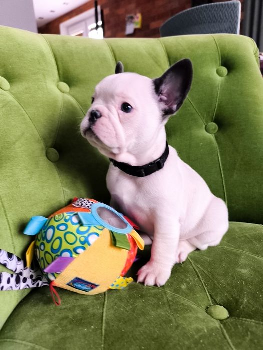 Buldog francuski biało niebieski samiec  pies szczeniak