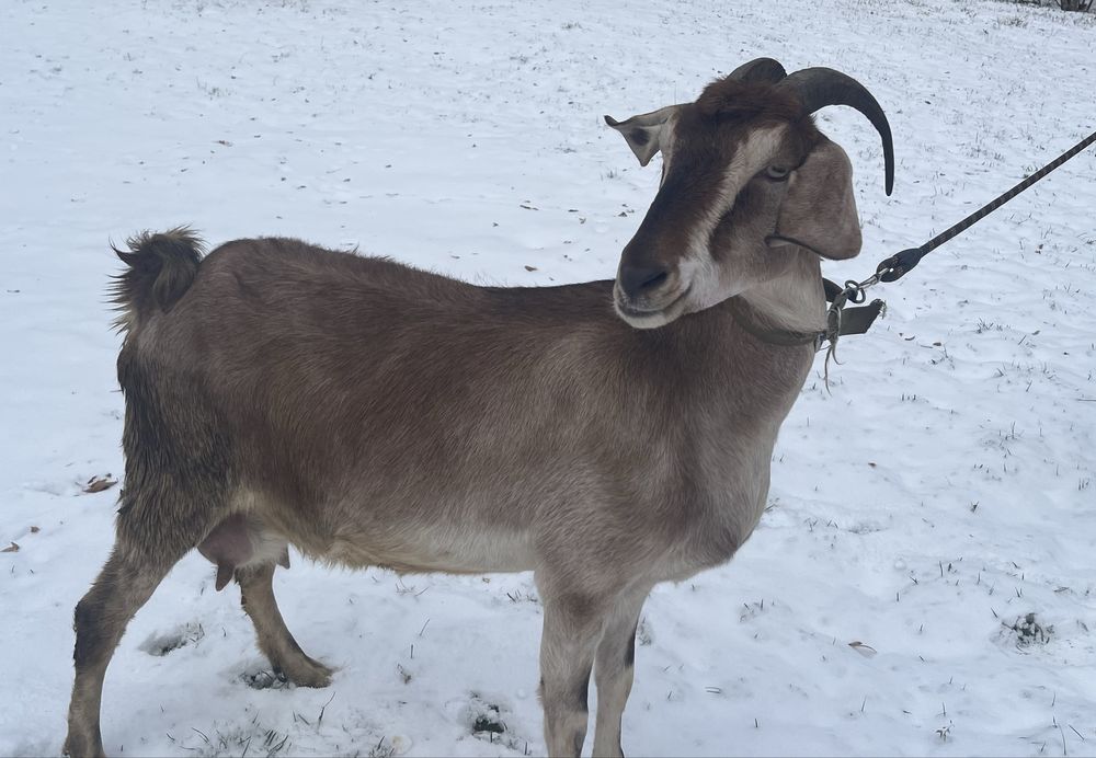 Кози англо-нубійська, занецька