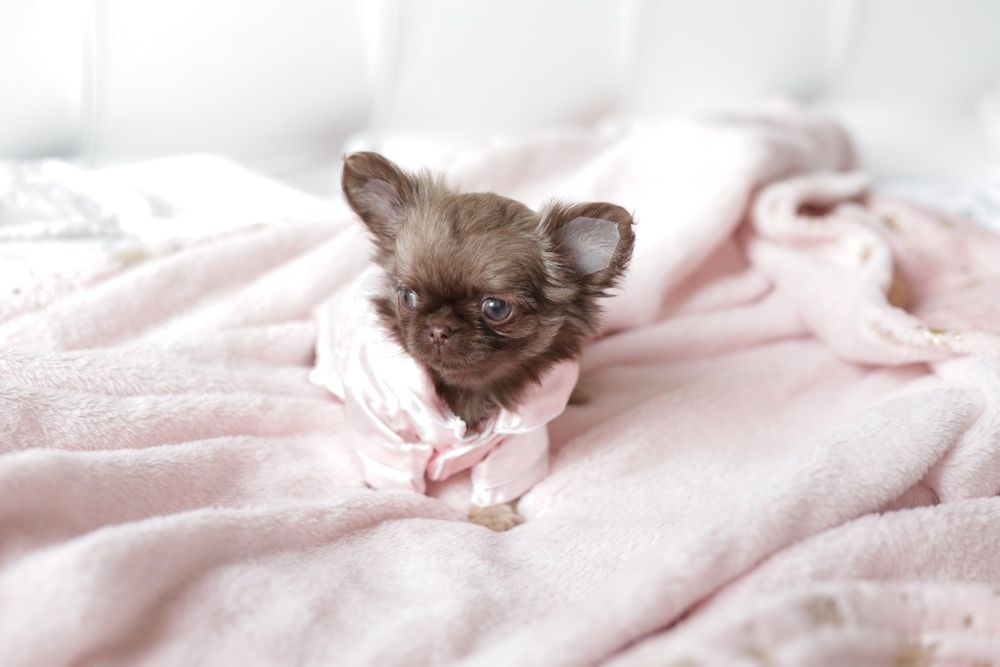 Chihuahua FCI dziewczynka