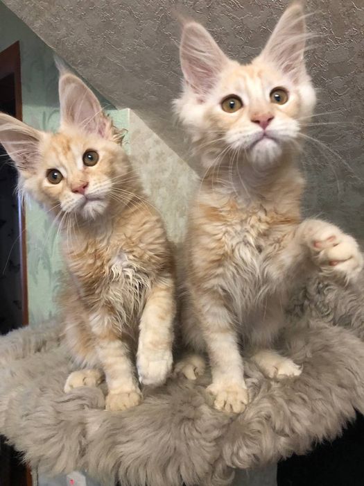 Мейн кун  рудий хлопчик і дівчинка.