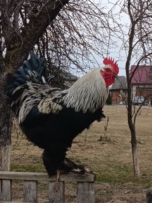 Півень  Кугут Продається