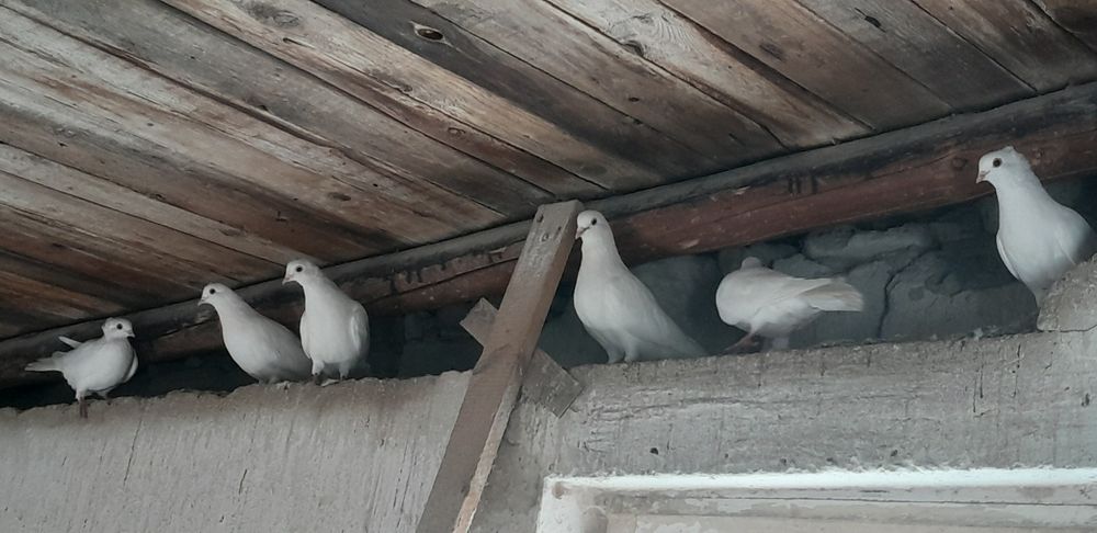 Gołębie białe 10 szt.