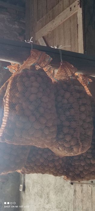 Orzechy włoskie 2025  8 zł za kg