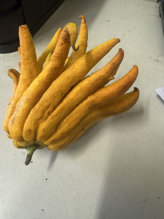 Limoeiro mao de buda