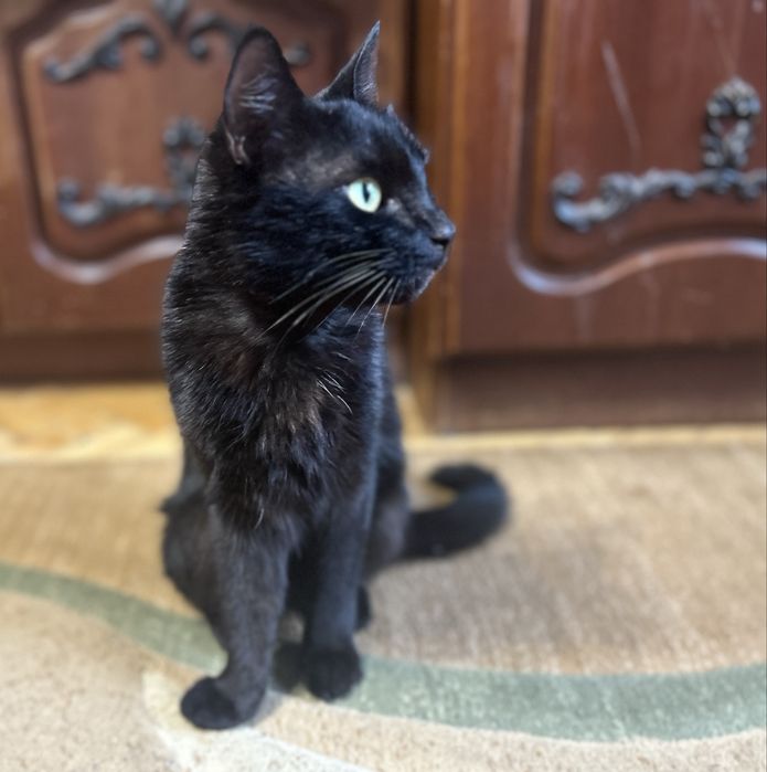 Котик, терміново