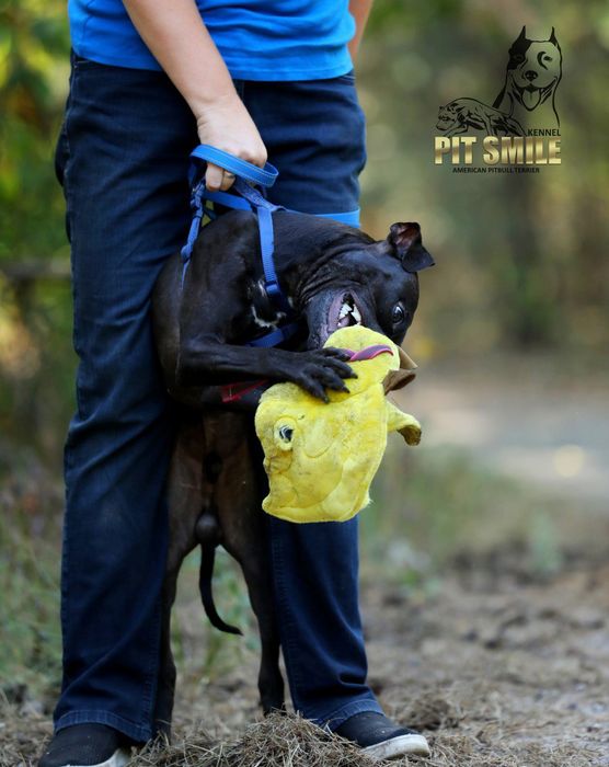 Пітбуль.Пітбультер'єр.Амереканські пітбулі