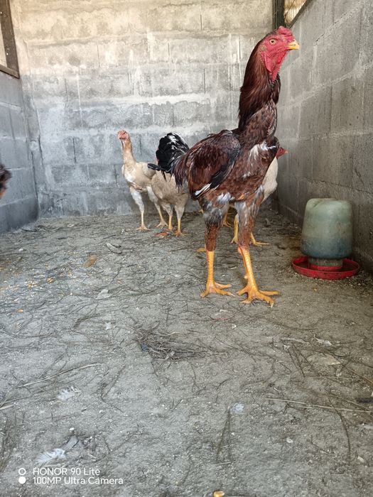 Ovos Indio Gigante