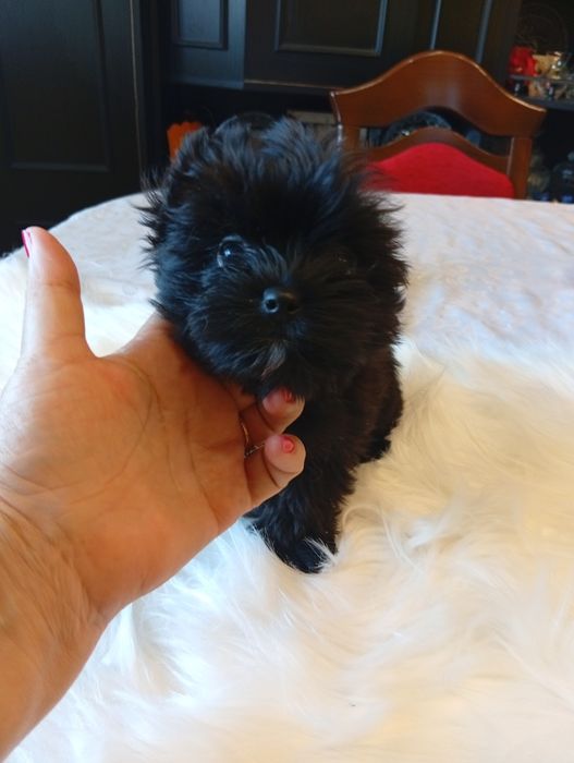 Mini Black  Yorkshire terrier, nie biewer. Okazja.