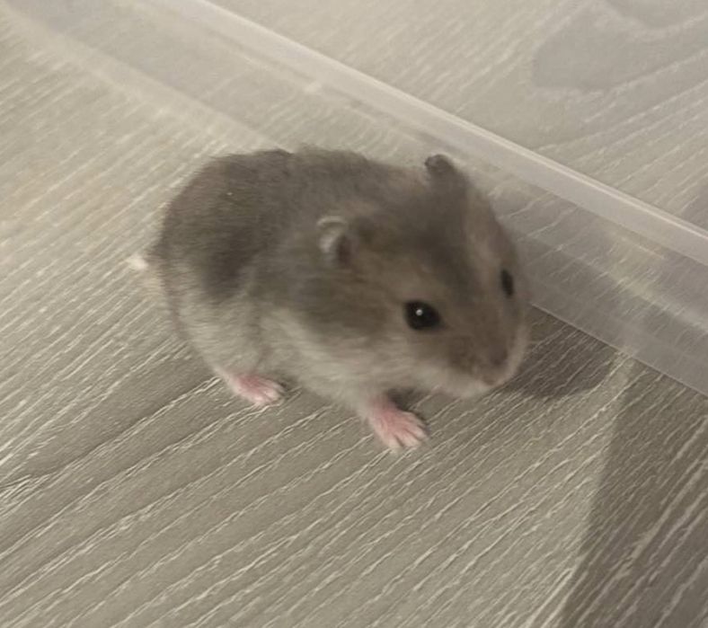 Hamsteres bebes para vender