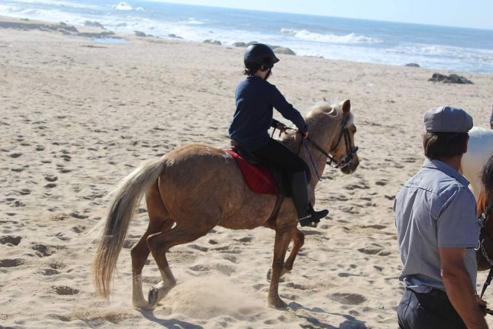 Cavalo castrado para terapias aulasas
