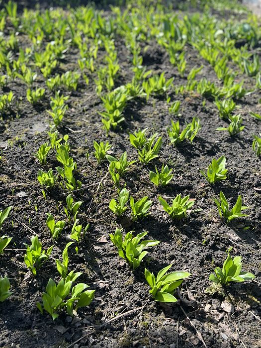 Czosnek Niedźwiedzi cebulki 500 sztuk