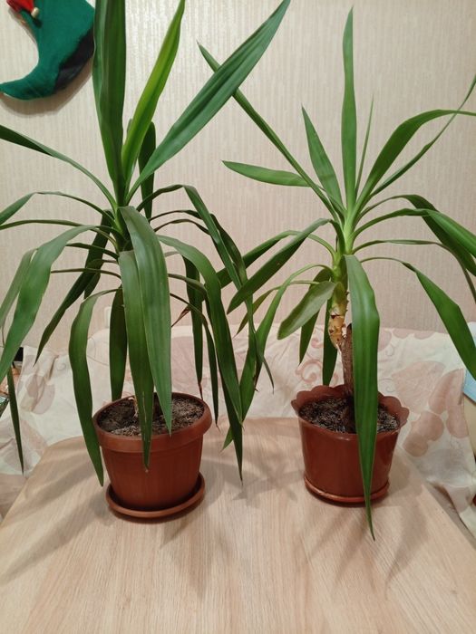 Домашние цветы Юка