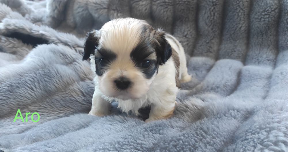 Aro-piesek shih tzu do rezerwacji