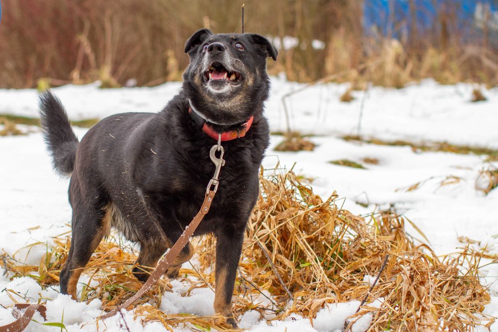 LOGAN, PIES DO PILNEJ ADOPCJI - mamy czas do 31 grudnia 2025r.