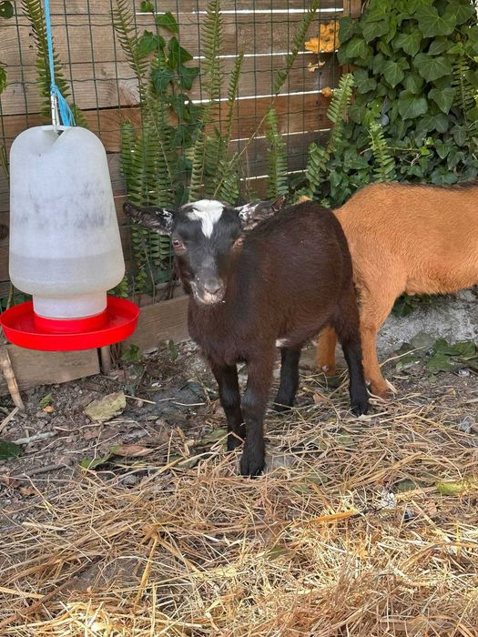 Cabras anãs 7 meses
