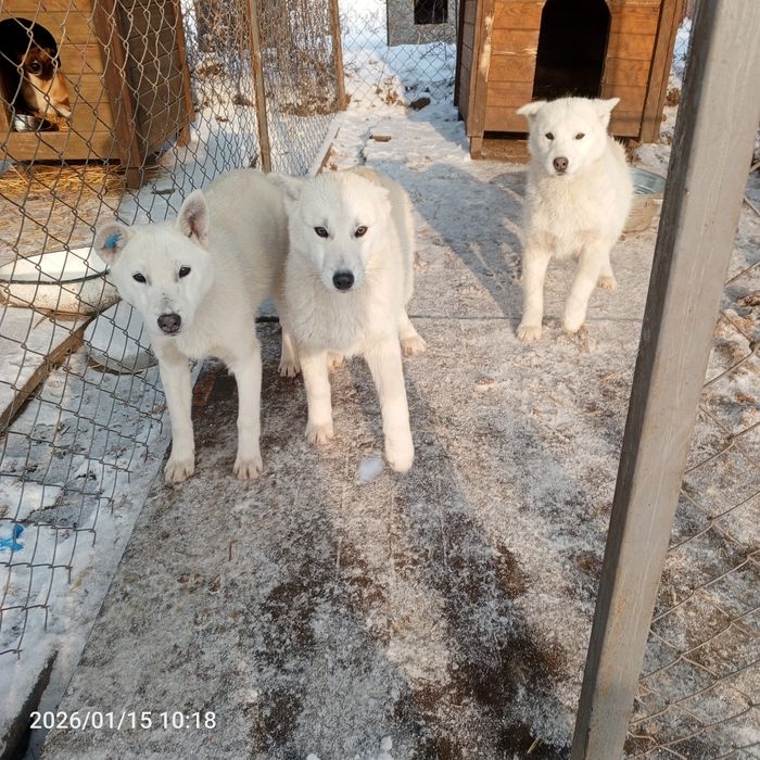 Собаки та Цуценята у добрі руки