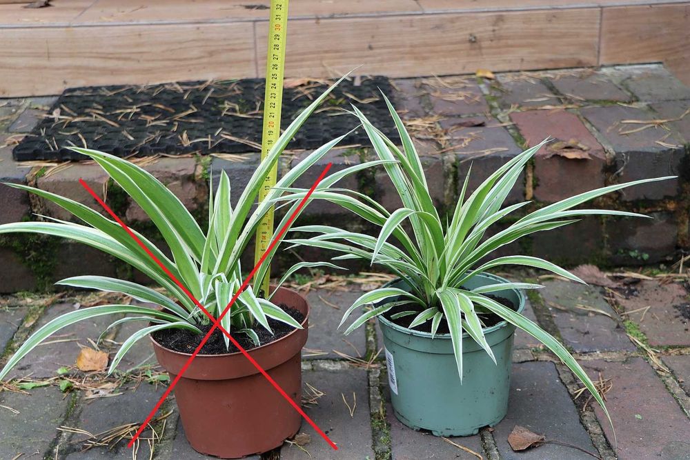 Zielistka 'ATLANTIC' (jedna sztuka)