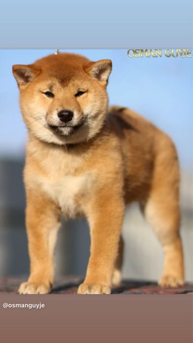Шикарний хлопчик Шиба іну , Сіба іну