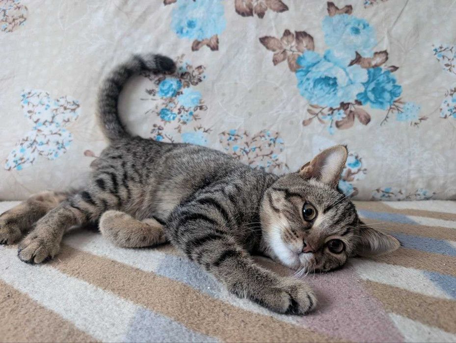 Дівчинка та хлопчик котики у добрі руки