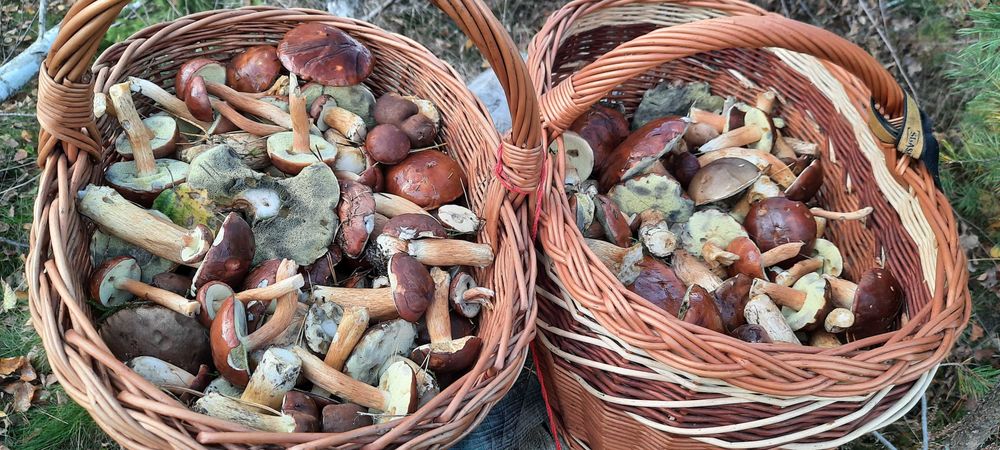 Grzyby suszone mix gatunków.